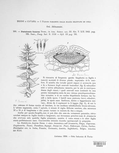 Pestalotia image